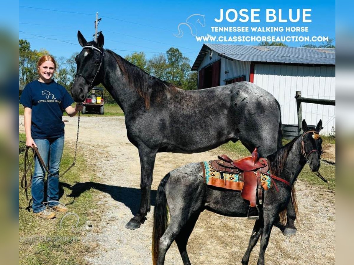 Tennessee walking horse Caballo castrado 10 años 152 cm Ruano azulado in Breeding, KY