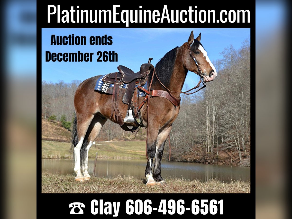 Tennessee walking horse Caballo castrado 10 años 155 cm Castaño-ruano in Salyersville KY