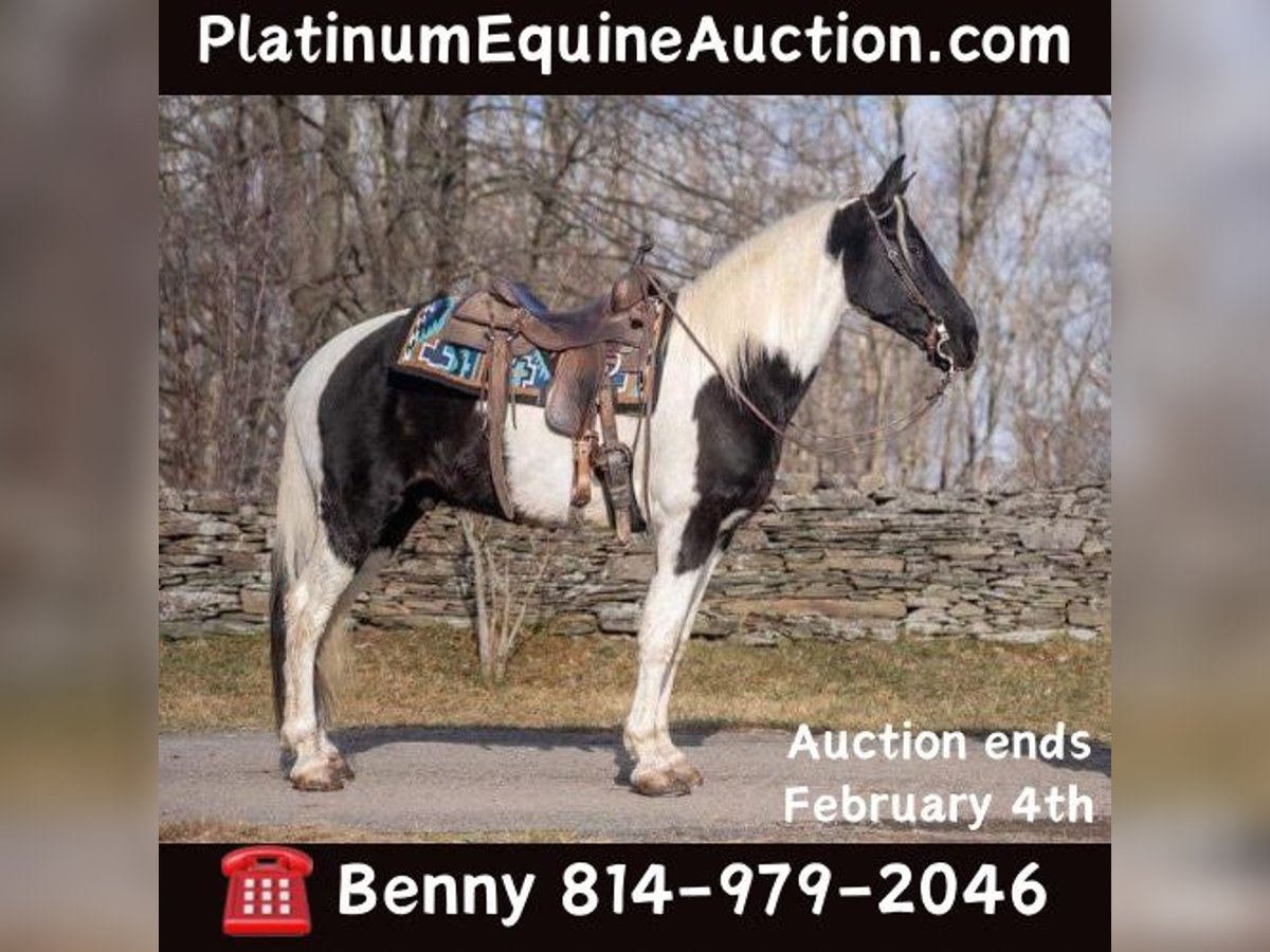 Tennessee walking horse Caballo castrado 10 años 157 cm Tobiano-todas las-capas in Waynesboro PA