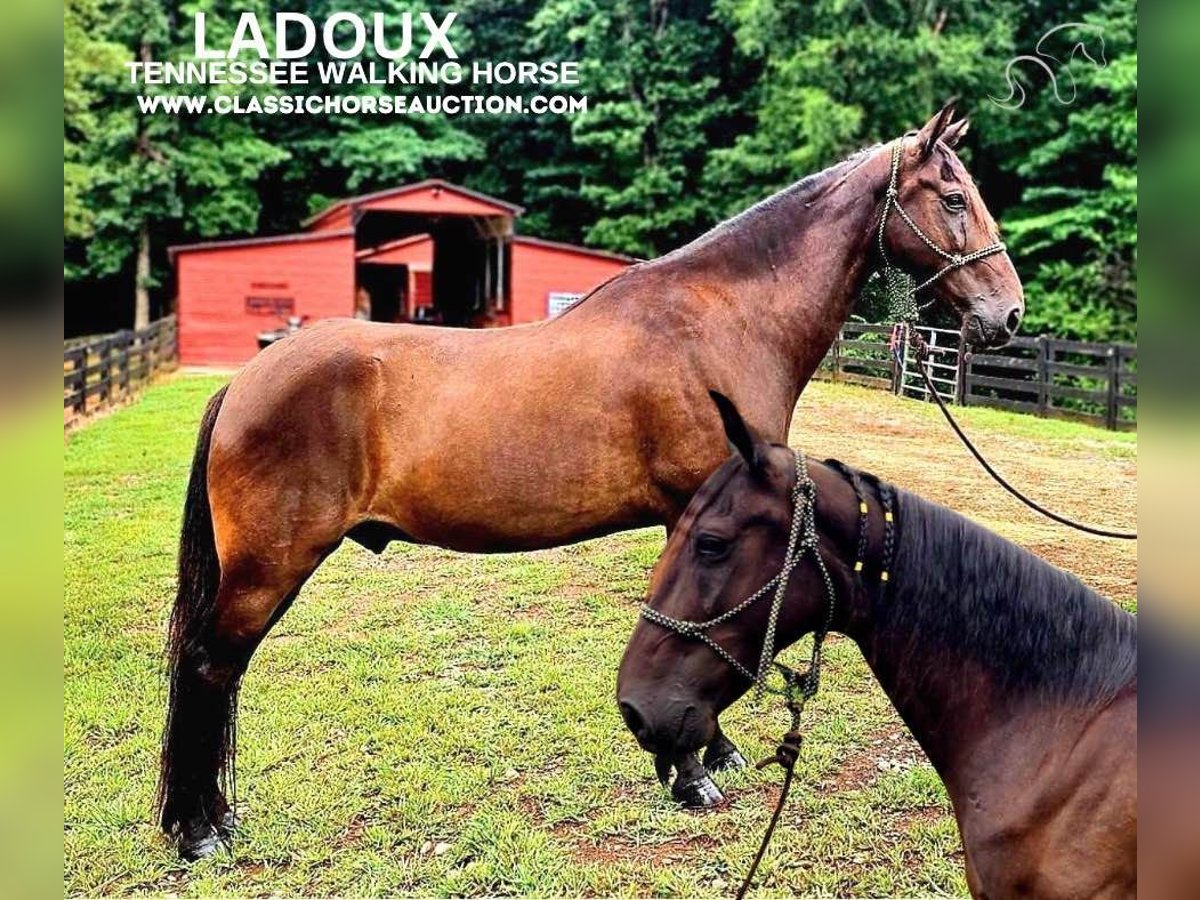 Tennessee walking horse Caballo castrado 11 años 142 cm Negro in Otis Orchards, WA