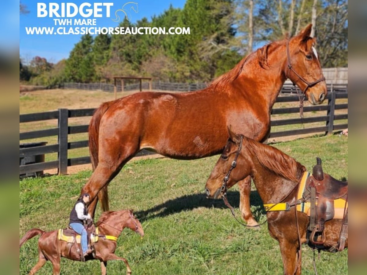 Tennessee walking horse Caballo castrado 11 años 152 cm Alazán rojizo in Gillsville, GA