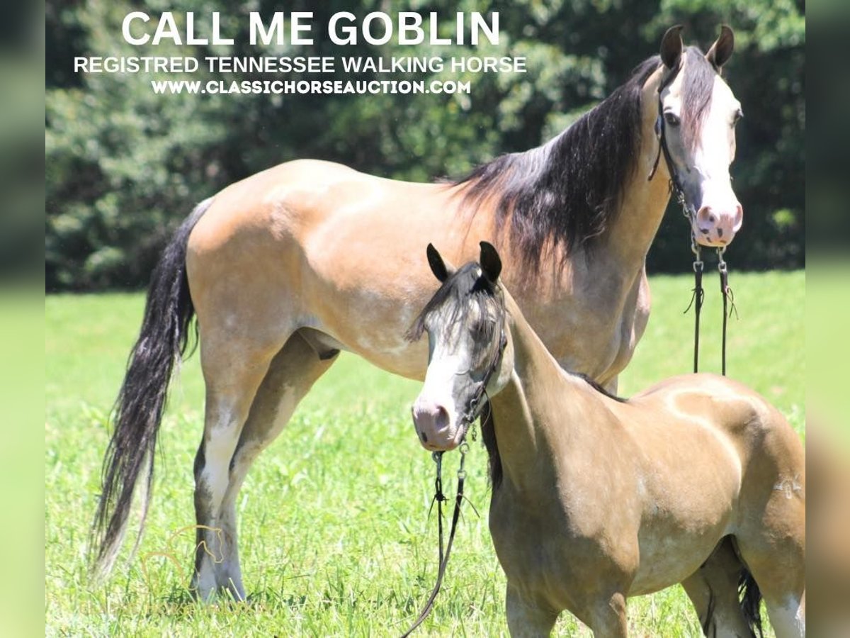 Tennessee walking horse Caballo castrado 11 años 152 cm Buckskin/Bayo in Whitley City, KY