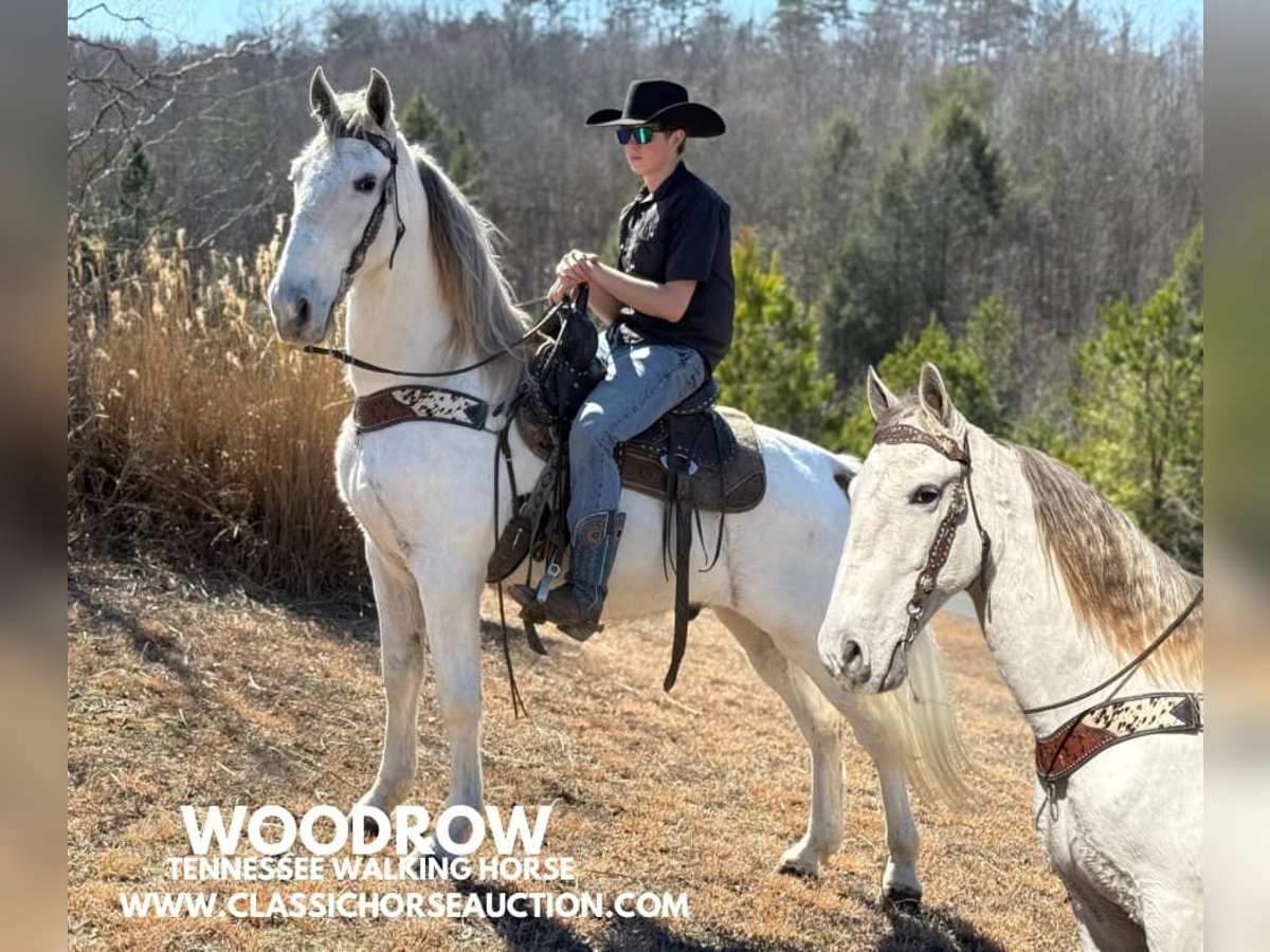 Tennessee walking horse Caballo castrado 11 años 163 cm Tordo in Parkers Lake, KY