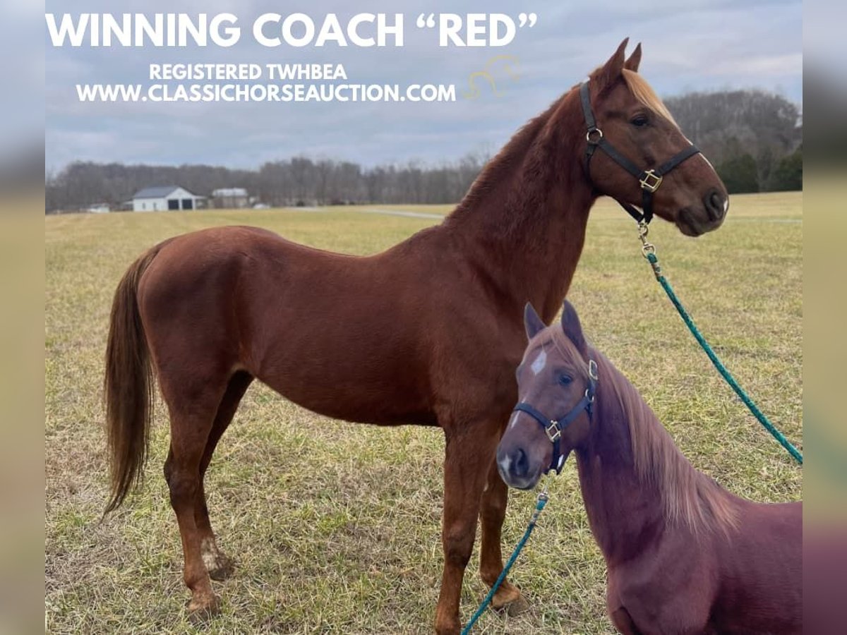 Tennessee walking horse Caballo castrado 12 años 152 cm Alazán rojizo in Breeding, KY