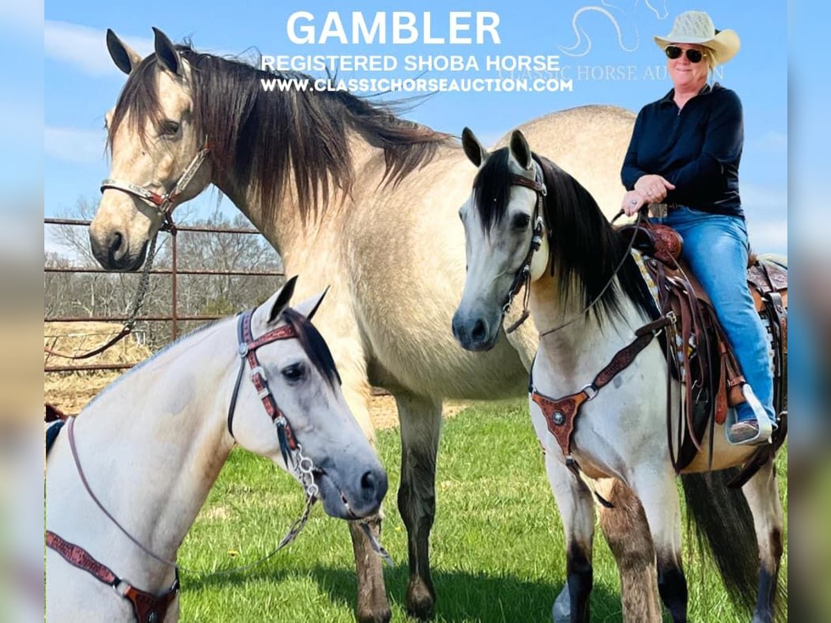 Tennessee walking horse Caballo castrado 12 años 152 cm Buckskin/Bayo in Petersburg, TN