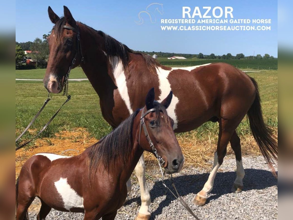 Tennessee walking horse Caballo castrado 12 años 152 cm Castaño rojizo in Campbellsville, KY