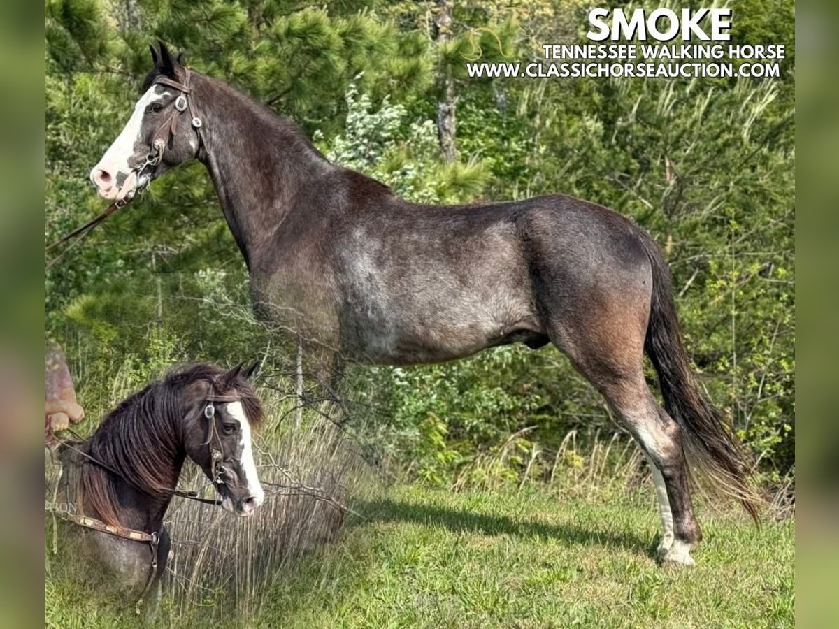 Tennessee walking horse Caballo castrado 12 años 152 cm Negro in Whitley City, KY