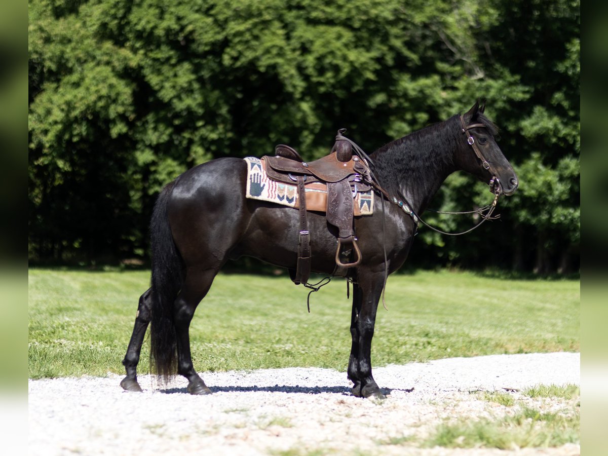Tennessee walking horse Caballo castrado 12 años 152 cm Negro in Marble Hill