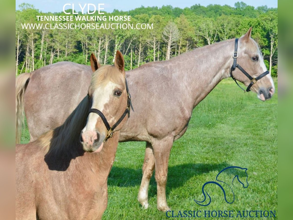 Tennessee walking horse Caballo castrado 12 años 163 cm Ruano alazán in Park Hills, MO