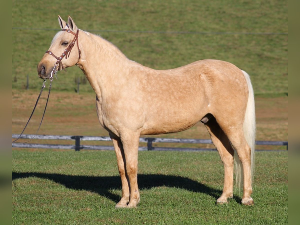 Tennessee walking horse Caballo castrado 12 años Palomino in Mount vernon KY