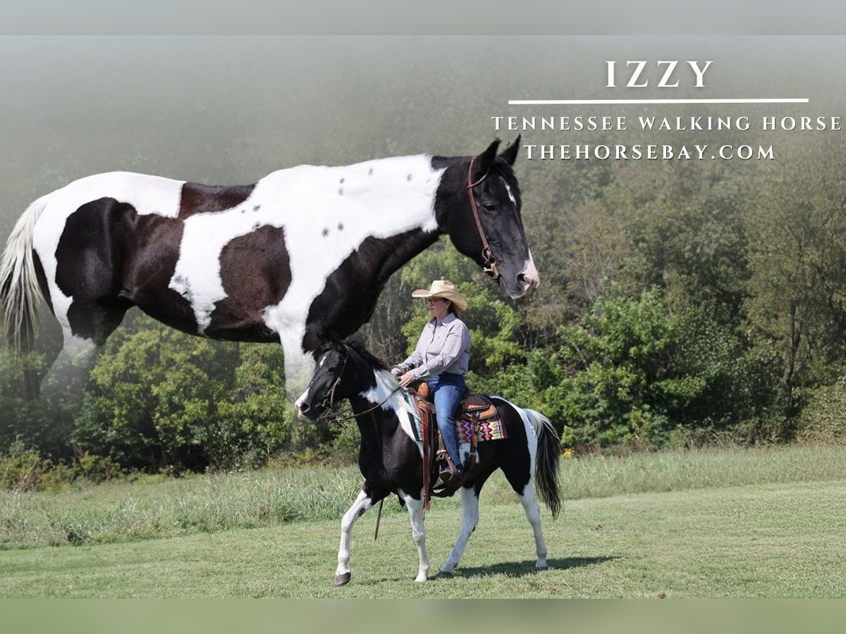 Tennessee walking horse Caballo castrado 12 años Tobiano-todas las-capas in Mount Vernon, KY