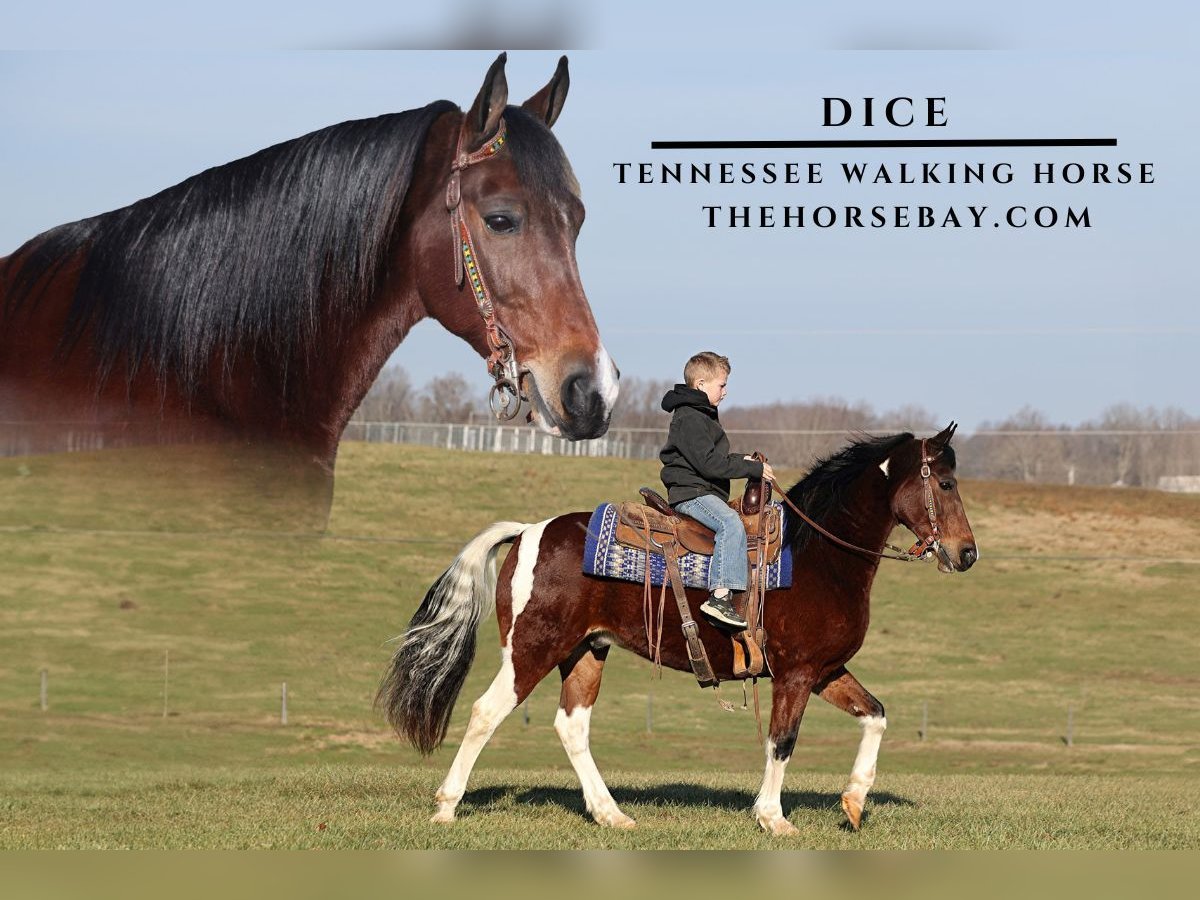 Tennessee walking horse Caballo castrado 13 años 145 cm Tobiano-todas las-capas in Parkers Lake, KY