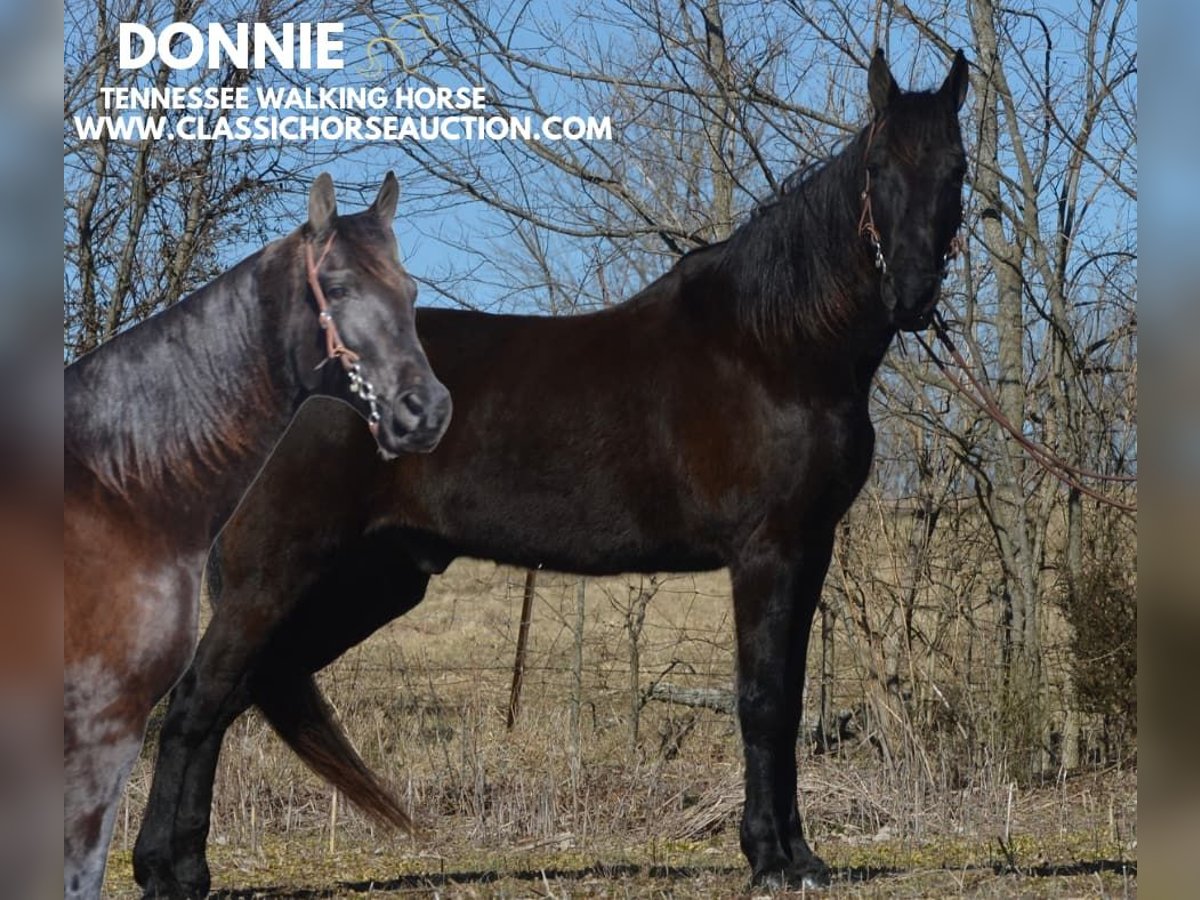 Tennessee walking horse Caballo castrado 13 años 152 cm Negro in Hustonville, KY