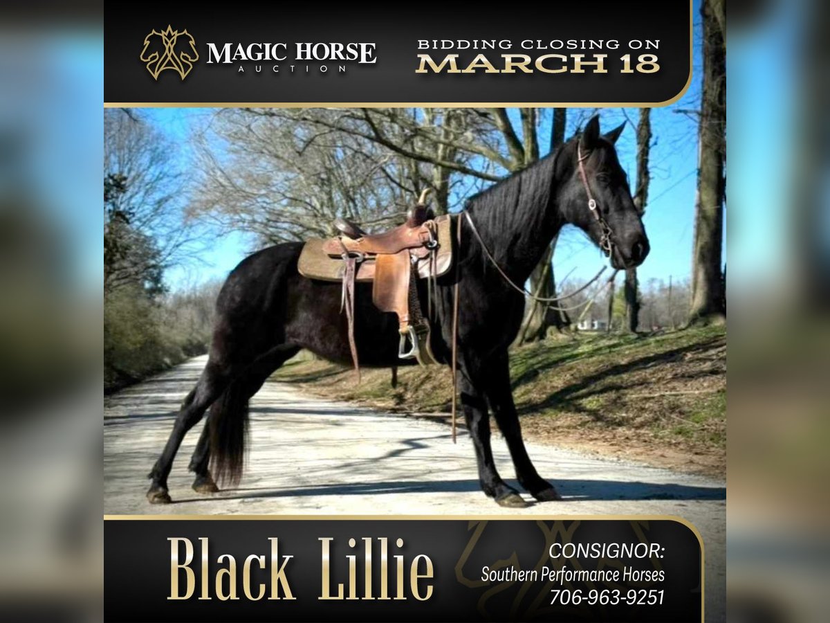 Tennessee walking horse Caballo castrado 13 años 152 cm Negro in Carnesville