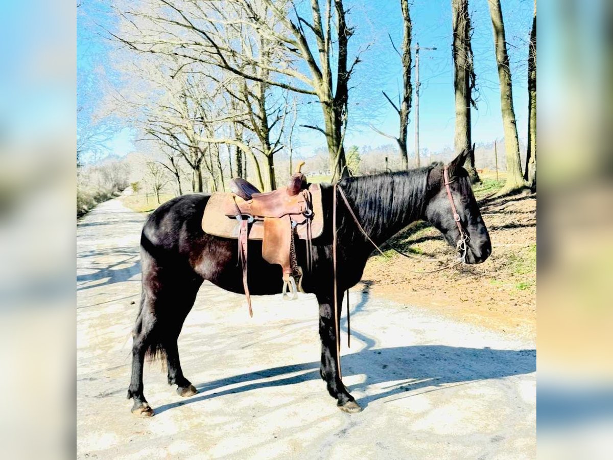 Tennessee walking horse Caballo castrado 13 años 152 cm Negro in Carnesville