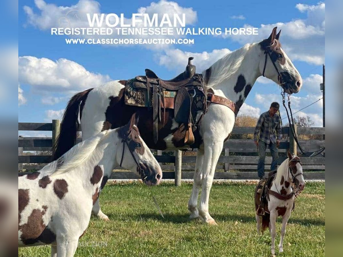 Tennessee walking horse Caballo castrado 13 años 152 cm Tobiano-todas las-capas in New Richmond, OHIO