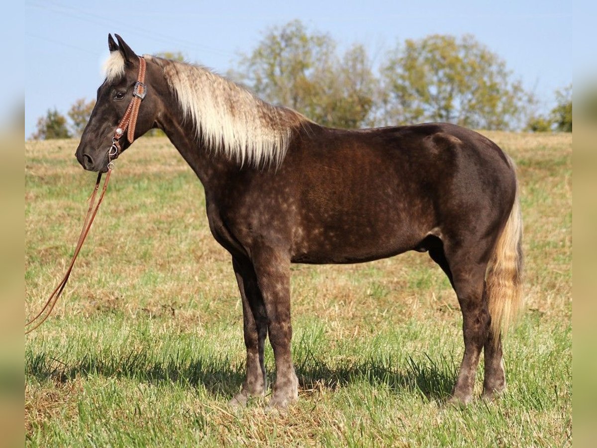 Tennessee walking horse Caballo castrado 13 años 155 cm Castaño in Whitley city KY