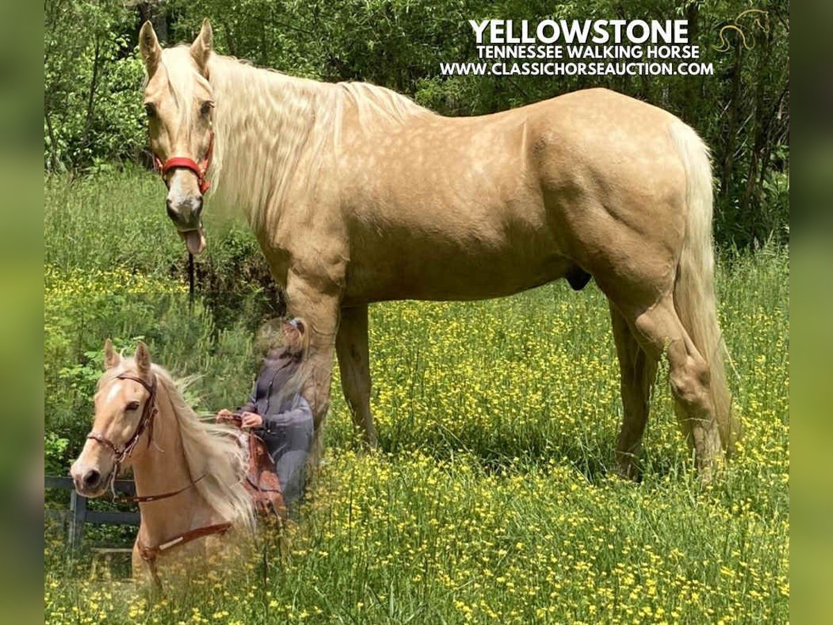 Tennessee walking horse Caballo castrado 13 años 163 cm Palomino in Alpharetta, GA