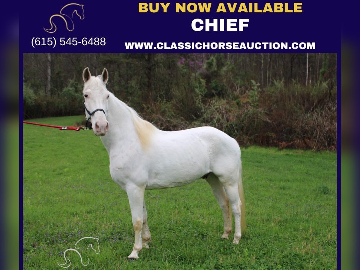 Tennessee walking horse Caballo castrado 14 años 142 cm White/Blanco in Rockholds, KY