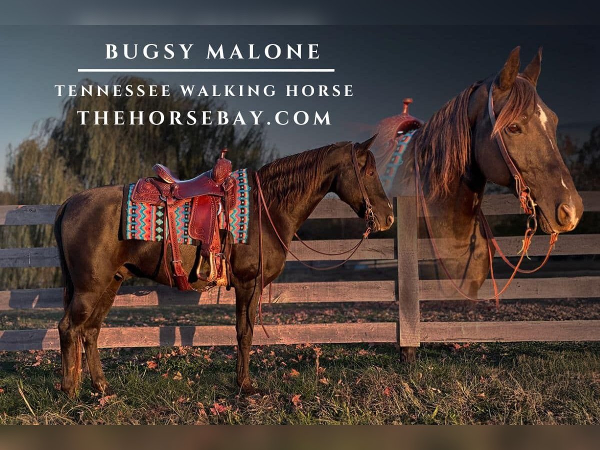 Tennessee walking horse Caballo castrado 14 años 155 cm Negro in Woodburn, KY