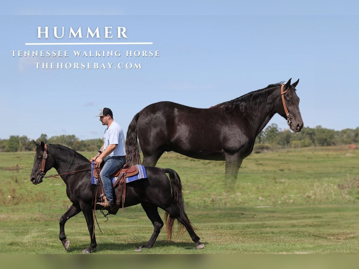 Tennessee walking horse Caballo castrado 14 años 155 cm Negro in Corbin, KY