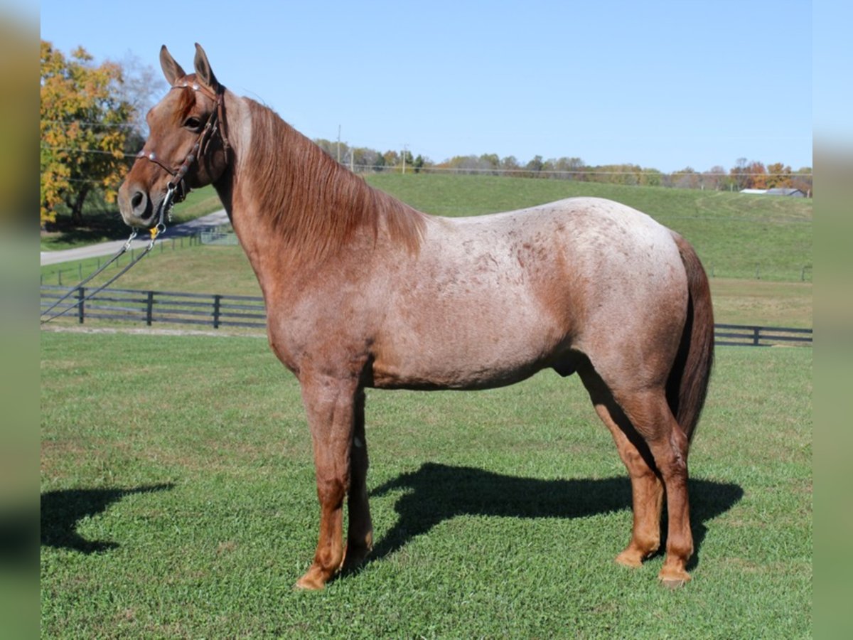Tennessee walking horse Caballo castrado 14 años 155 cm Ruano alazán in Mount Vernon KY