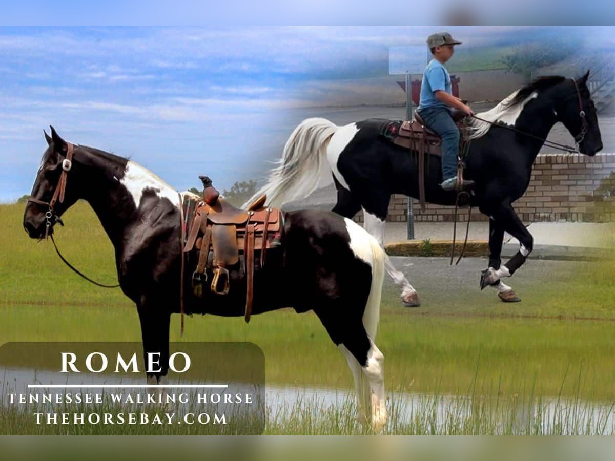 Tennessee walking horse Caballo castrado 14 años 160 cm Tobiano-todas las-capas in Strunk, KY
