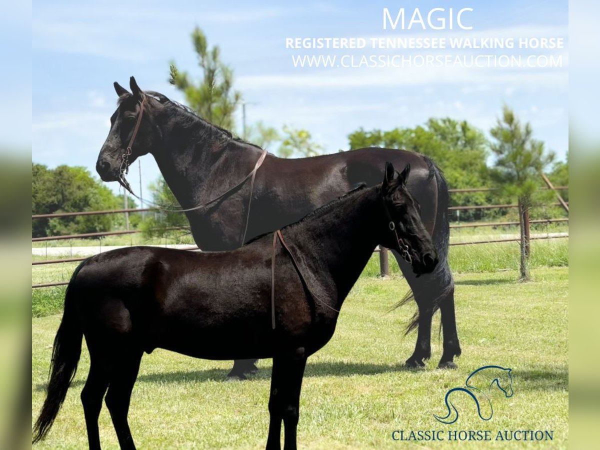 Tennessee walking horse Caballo castrado 16 años 152 cm Negro in Houston,MO