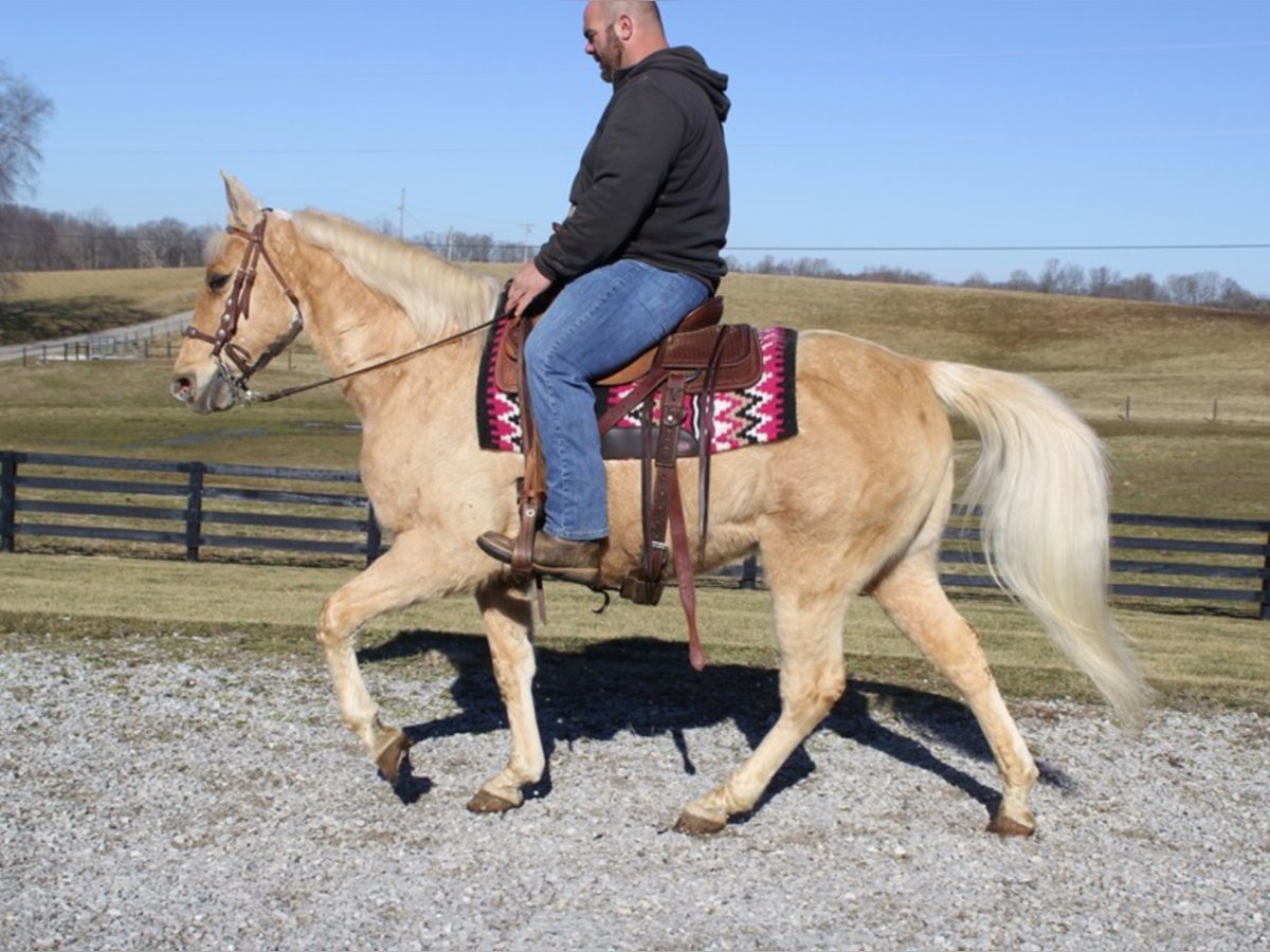 Tennessee walking horse Caballo castrado 16 años 152 cm Palomino in mount Vernon KY