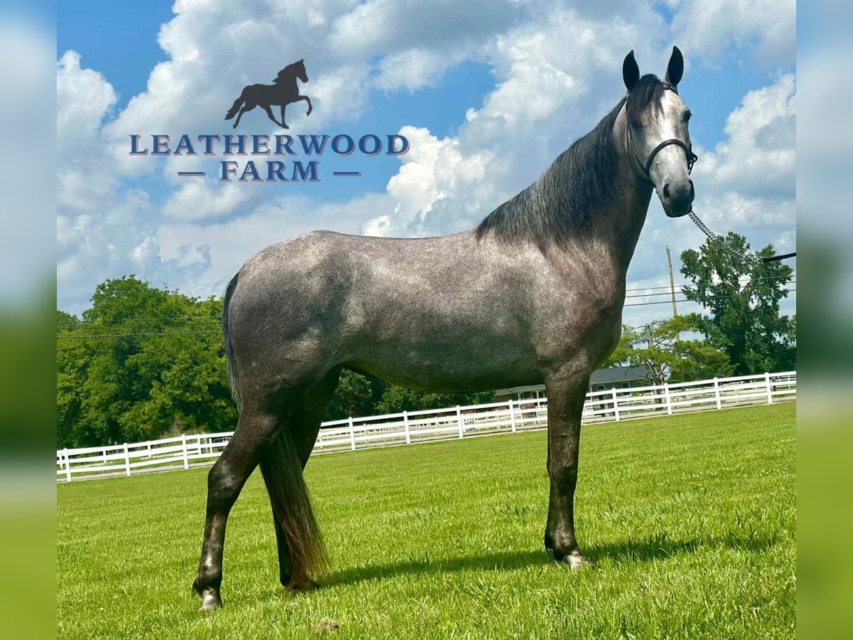 Tennessee walking horse Caballo castrado 2 años 142 cm Tordo in Lewisburg