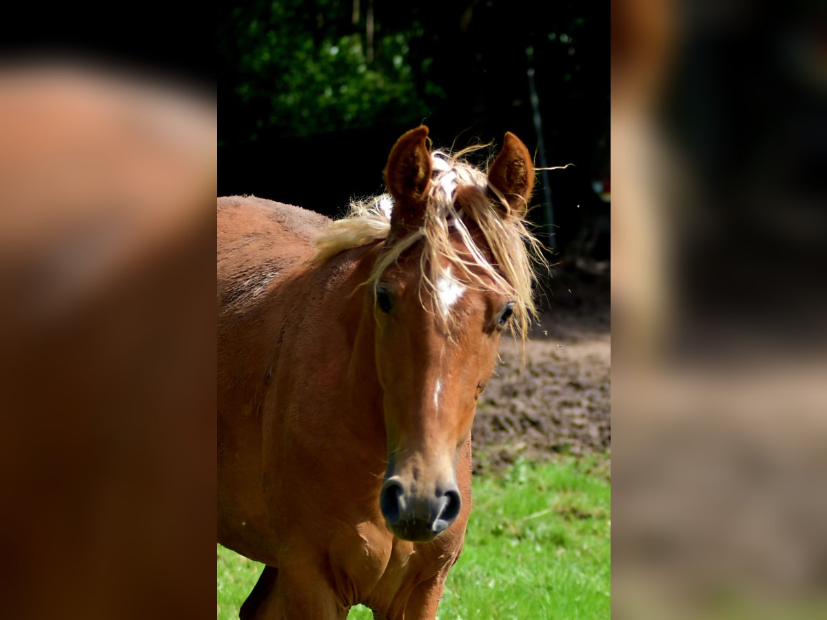 Tennessee walking horse Caballo castrado 2 años 152 cm Alazán in Dipperz