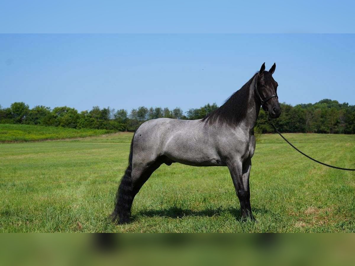 Tennessee walking horse Caballo castrado 2 años 152 cm Ruano azulado in colorado