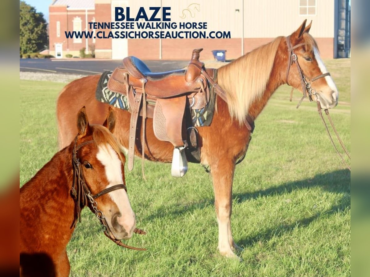 Tennessee walking horse Caballo castrado 3 años 132 cm Alazán rojizo in Campbellsville, KY