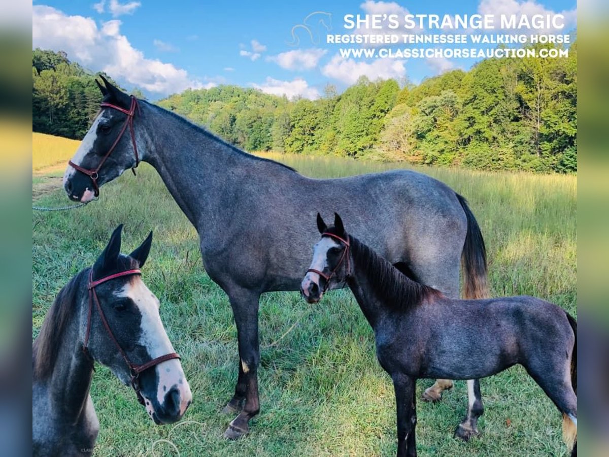 Tennessee walking horse Caballo castrado 3 años 142 cm Negro in ROCKHOLDS, KY