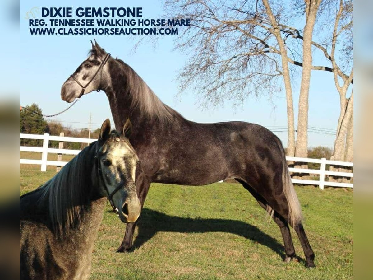 Tennessee walking horse Caballo castrado 3 años 142 cm Tordo in Lewisburg, TN