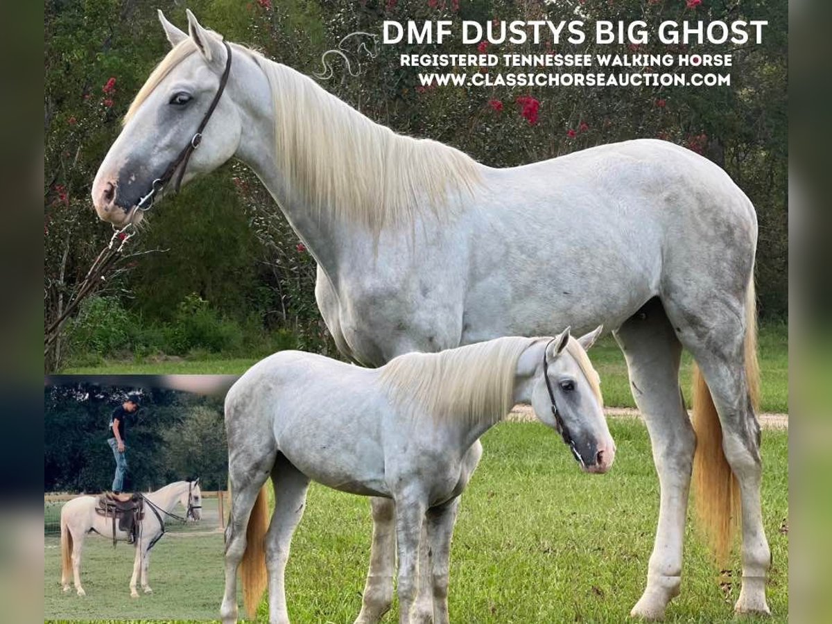 Tennessee walking horse Caballo castrado 3 años 152 cm in Independence, LA