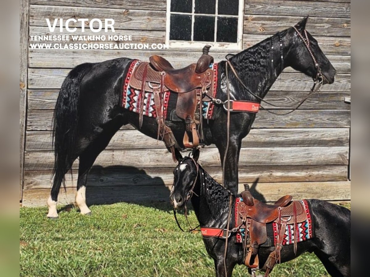 Tennessee walking horse Caballo castrado 3 años 152 cm Negro in Gillsville, GA