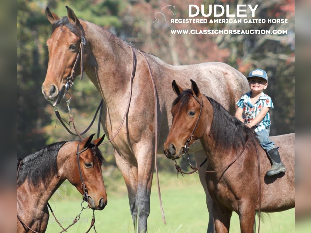 Tennessee walking horse Caballo castrado 4 años 142 cm Castaño rojizo in Whitley City, KY