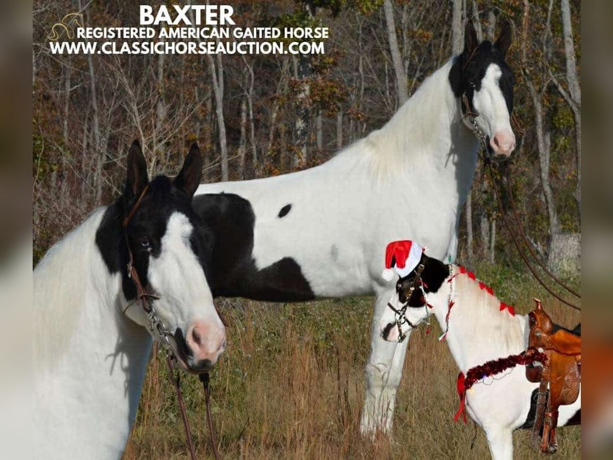 Tennessee walking horse Caballo castrado 4 años 142 cm Tobiano-todas las-capas in Lawrenceburg