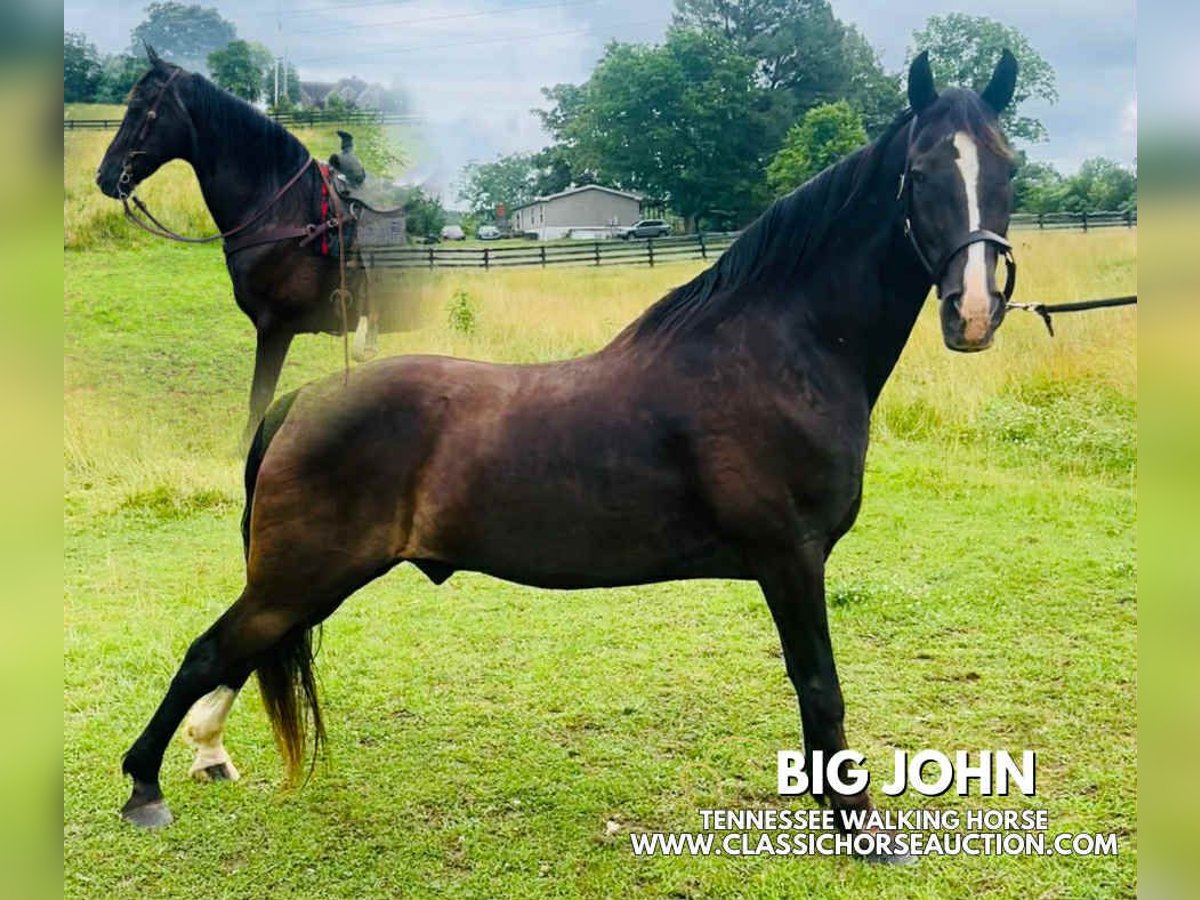 Tennessee walking horse Caballo castrado 4 años 152 cm Negro in Tompkinsville, KY