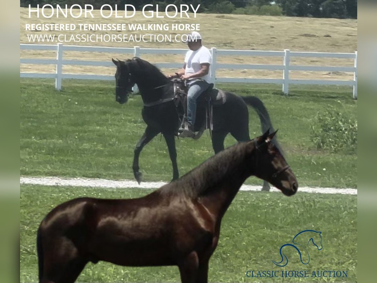 Tennessee walking horse Caballo castrado 4 años 152 cm Negro in Lewisburg, TN