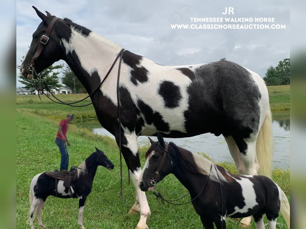 Tennessee walking horse Caballo castrado 4 años 152 cm Tobiano-todas las-capas in Lawrenceburg, KY