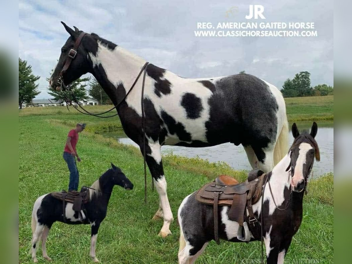 Tennessee walking horse Caballo castrado 4 años 152 cm Tobiano-todas las-capas in Blaine, KY