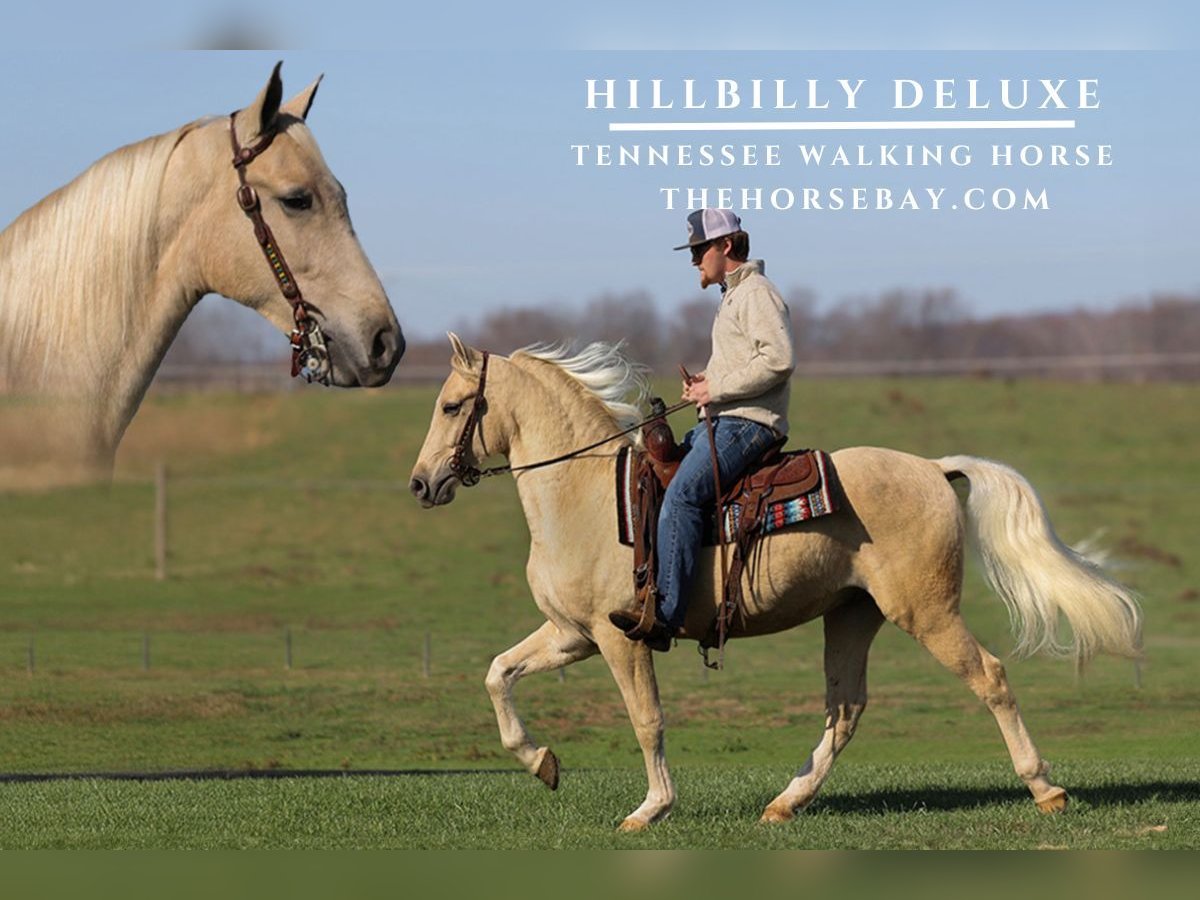 Tennessee walking horse Caballo castrado 4 años 155 cm Palomino in Parkers Lake, KY