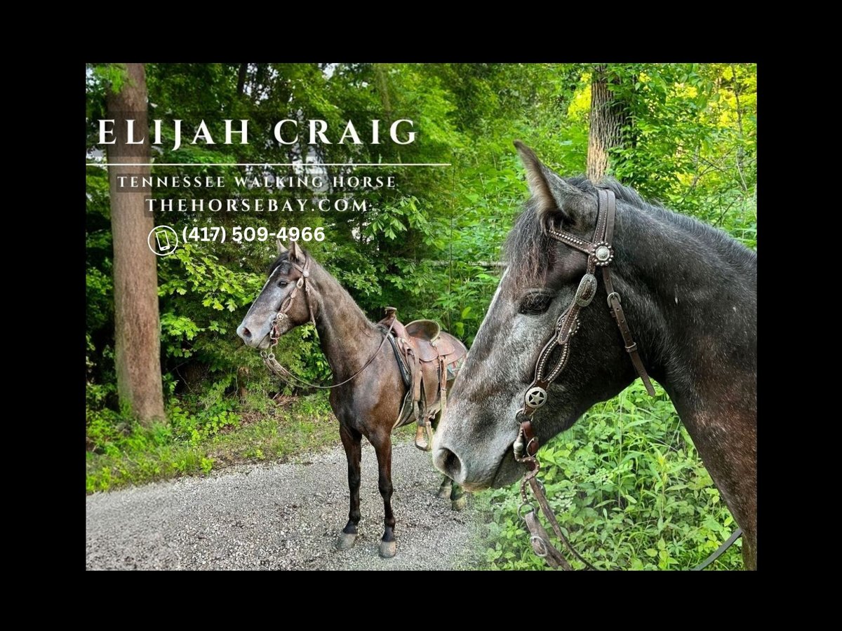 Tennessee walking horse Caballo castrado 4 años 165 cm Tordo in Auburn, KY