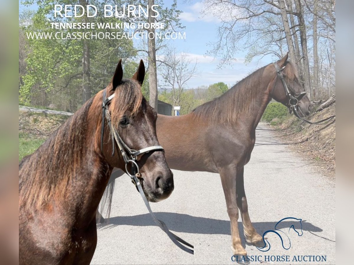 Tennessee walking horse Caballo castrado 5 años 142 cm Alazán-tostado in Sneedville, TN