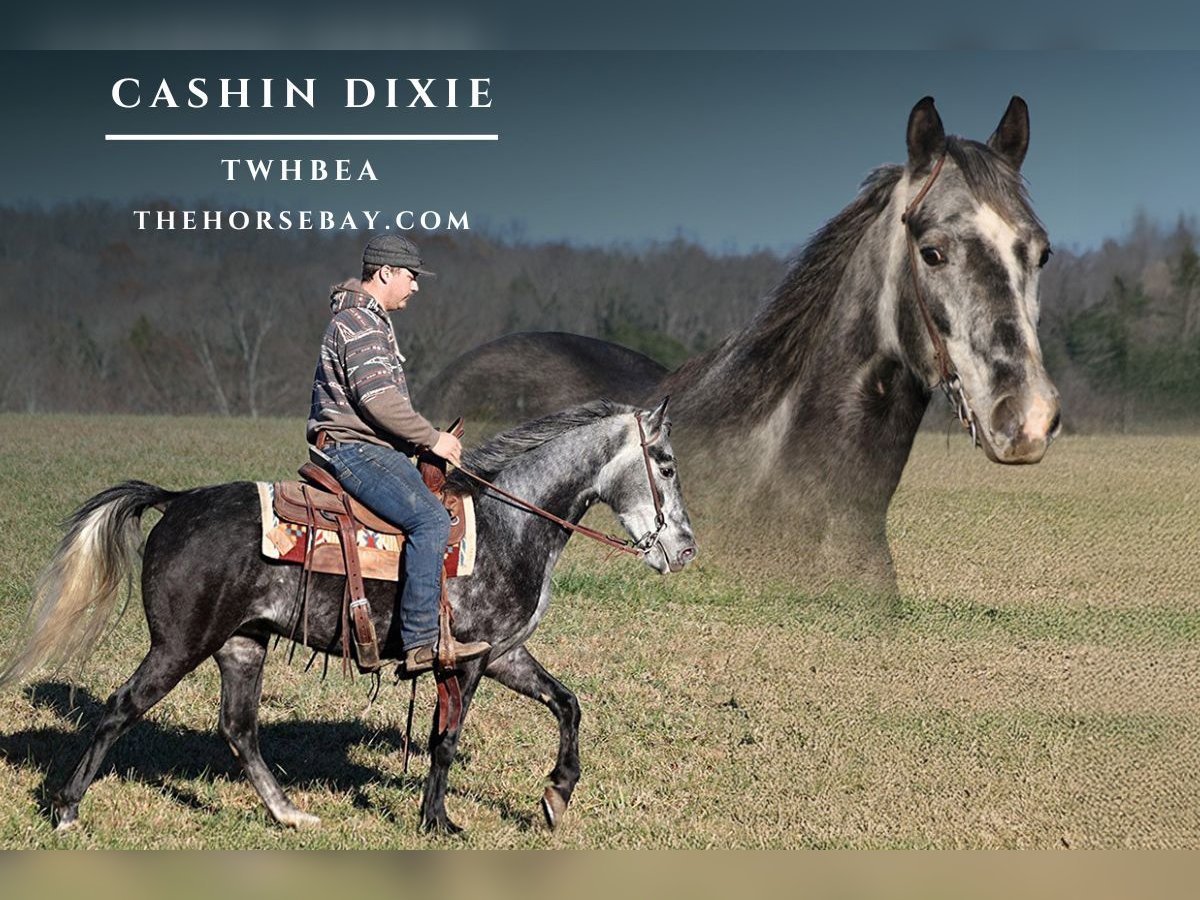 Tennessee walking horse Caballo castrado 5 años 147 cm Tordo rodado in Parkers Lake, KY