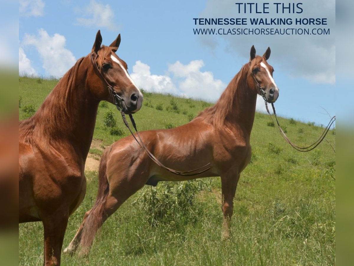 Tennessee walking horse Caballo castrado 5 años 152 cm Palomino in Hustonville, KY