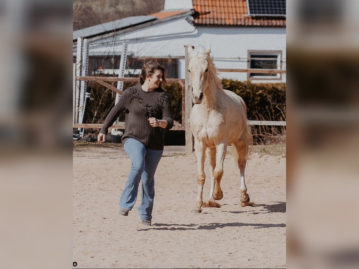 Tennessee walking horse Caballo castrado 5 años 160 cm Palomino in Spalt