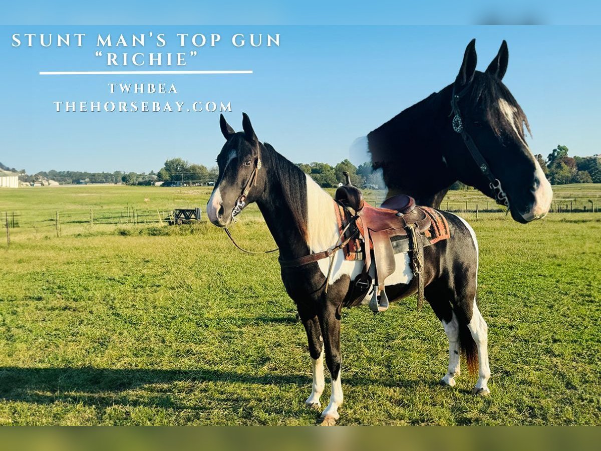 Tennessee walking horse Caballo castrado 5 años 160 cm Tobiano-todas las-capas in Shelbyville, TN